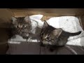Abandoned kittens