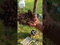 This Actually Worked !  Russian Scion Swarm Trap Caught  Honeybees Livestream