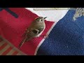 Nederlands kleinste tuinvogeltje