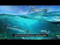 Lost Ark Soundtrack (Ocean World) Relaxing Music | Ambience