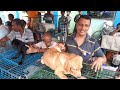 galiff Street Pet Market | Kolkata dog market | golden retriever |shih tzu|german shepherd