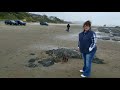 On the beach in Lincoln City walking Chocolate the half cat/half dog! 🐈🐕 😀11-11-17
