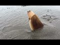 Clam Digs into Sand