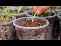 Hanging Moss Rose garden idea from old sunshade and plastic milk tea cups (Portulaca)