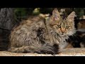 How To Approach A Stray Cat (Without Scaring It Away)