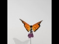 Monarch Butterfly animation (Flying slow motion)