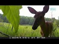 Relaxing Wildlife - One hour of trail camera footage featuring a wide variety of Canadian fauna