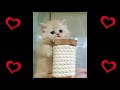 Gatos Chistosos - Gatitos Chistosos - Videos Graciosos