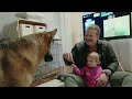 German shepherd and family time eating chips