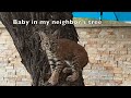 Bobcat Bobbina and Her Baby Visiting the Yard