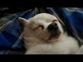 The Loudest Snoring Chihuahua