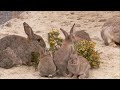 Rabbit Documentary