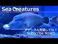 【4K Japan Aquarium】Crown squirrelfish【Subscribe Now】