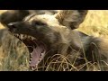 Life Inside An African Wild Dog Pack | Apex Predators