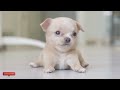 Anti-Anxiety Music for Dogs! Great Video to Keep Your Dog Happy When Home Alone