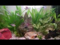 125 litre tropical fish tank fluval roma