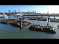 RECORD NUMBER OF SEA LIONS IN SAN FRANCISCO AT PIER 39 | 4K🎧