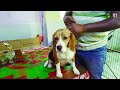 TOP QUALITY PUPPY AND PURE HOME BREED | ALL BREED AVILABLE IN HOWRAH | TONMAY DA : 8910757520
