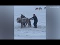 Streets Frozen and Buildings Collapsed in Mongolia! Snowstorm with Strong Winds Hit Mongolia