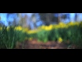 Dartmouth Daffodils - Field of Flowers