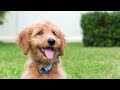 8 Reasons You SHOULD NOT Get a Goldendoodle
