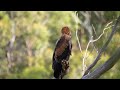 Wedge-tailed Eagle family 4K - Iconic Australian Birds