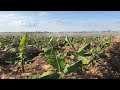 New technology banana growing