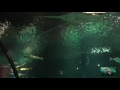 Shark Encounter in 1080p HD~Seaworld Orlando