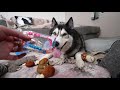 Husky Gets Eaten By A Rug While Opening His Mail!