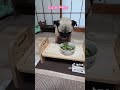 Cute pets and funny pets