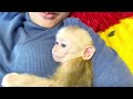 Baby monkey drink milk and sleep with mom 👩