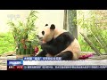 四川大熊猫“福宝”6月12日和公众见面 | CCTV中文《新闻直播间》