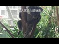 「情人節」無尾熊  Koala