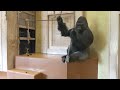 Gorilla Big Fight! Silverback Is Angry Toward His Son | The Shabani Group