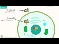 Cell to Cell Communication || Types of signaling