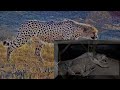 Do Cheetahs Prefer Cold Hard Concrete Or Warm Blankets Pillow & A Friend? | Three BIG CAT Night