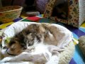 Cute Persian kitten, Jitterbug 4 of ? - 10.16.11