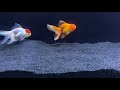 Should You Keep A Single Goldfish with No Tank Mates?