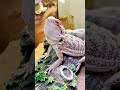 SATISFYING SHED Removal Reveals COLORFUL•Juvenile Bearded Dragon! Part-2 [no BGM]#stayrad #reptiles