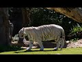 Majestic Tigers in 4K – Relaxing Music for Stress Relief