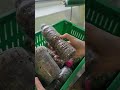 Growing Mushrooms in Plastic Bottles | Mycology Experiment