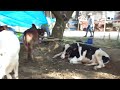 Cow Hut Video | Travel Fiend