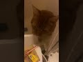 Mango the Orange Boy Cat | In the Bathtub (for some reason) #OrangeCatBehavior