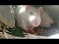 angry rat eats pasta in rage