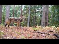 Mitten Trail Cams Ep. 8: A Trail Through the Forest.