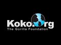 Update on Koko and her Kittens (2018)