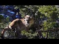 MOUNTAIN LION HUNT