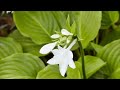 57 Shade Perennials For Full to Partial Shade Garden | Shade Garden Perennials | Plant and Planting