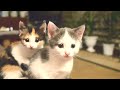 Silly kittens playing for 11 minutes and 34 seconds straight
