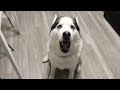 Hilarious Talking Huskies Compilation | Huskies are Awesome